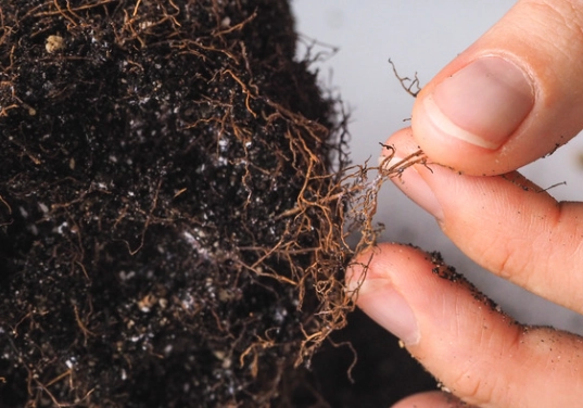 how to fix root rot