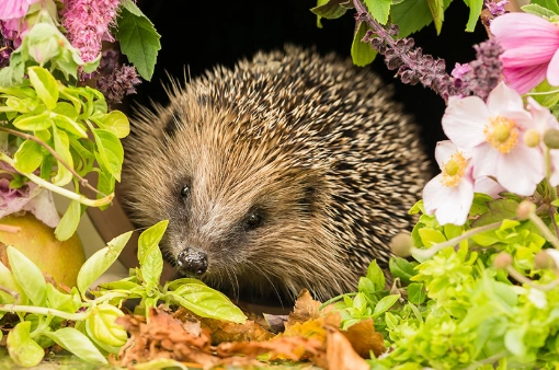 beneficial insects garden