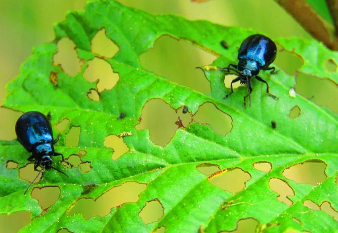 how to get rid of aphids