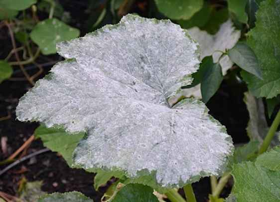 powdery mildew on plants