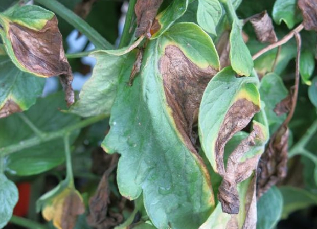 bacterial wilt symptoms