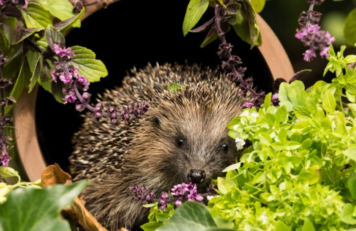 attracting wildlife to garden