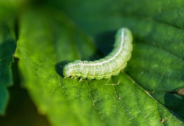 how to get rid of aphids