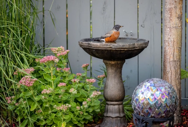 attracting birds to garden