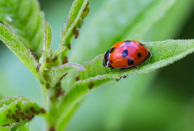 natural pest control for gardens