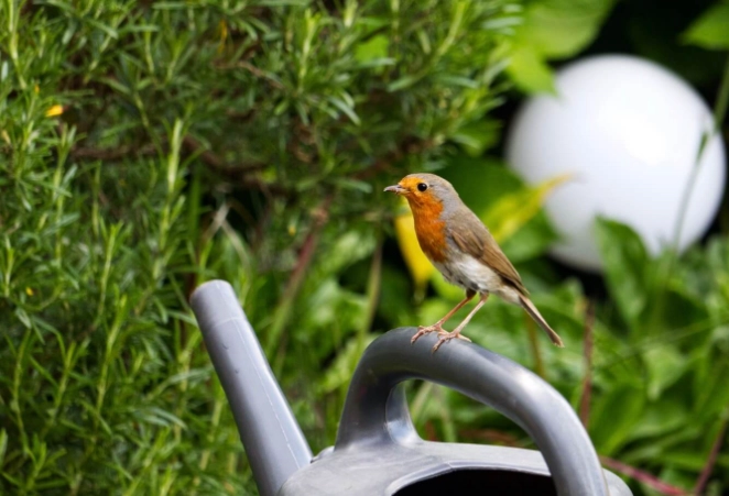 bird friendly garden