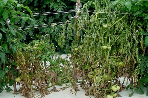 bacterial wilt symptoms