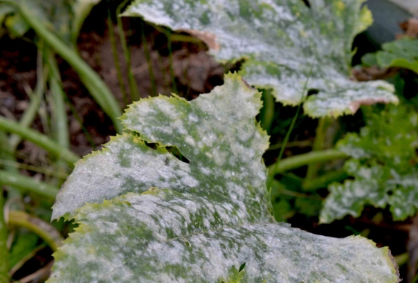 how to get rid of powdery mildew