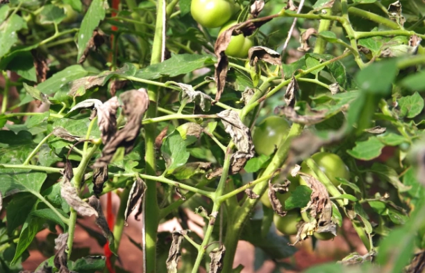 bacterial wilt disease