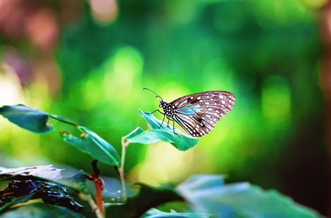 beneficial insects garden
