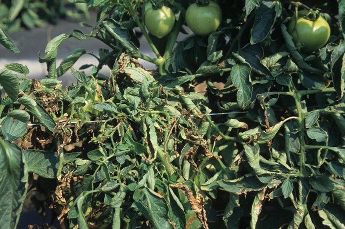 how to treat bacterial wilt