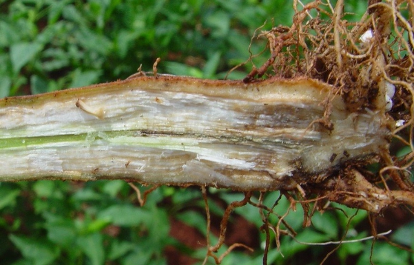 bacterial wilt