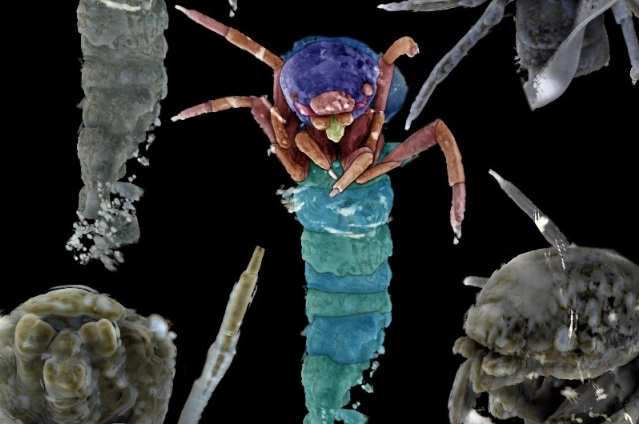 insect population climate change