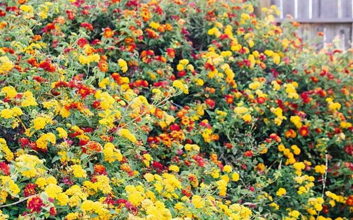 plants for full sun plants for full sun