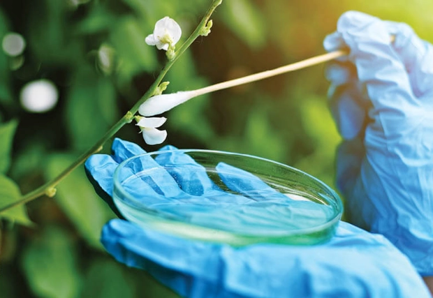 plant breeding techniques plant breeding techniques