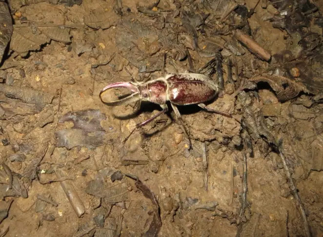 insects and global warming