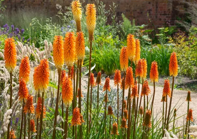 drought resistant plants drought resistant plants