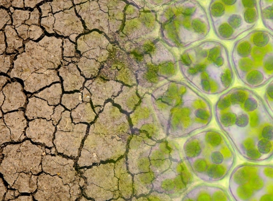 climate change and plants