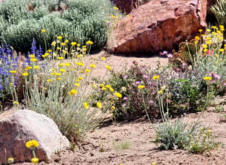 drought tolerant plants