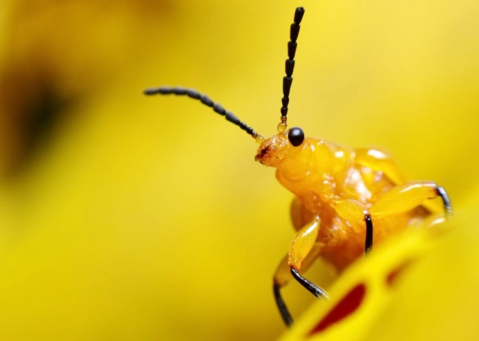climate change insects