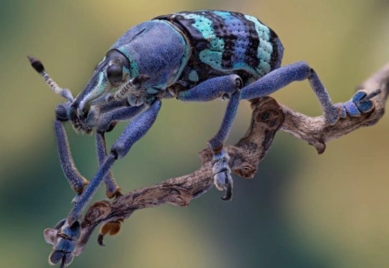 insects and global warming