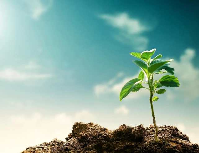 climate change impact on plants