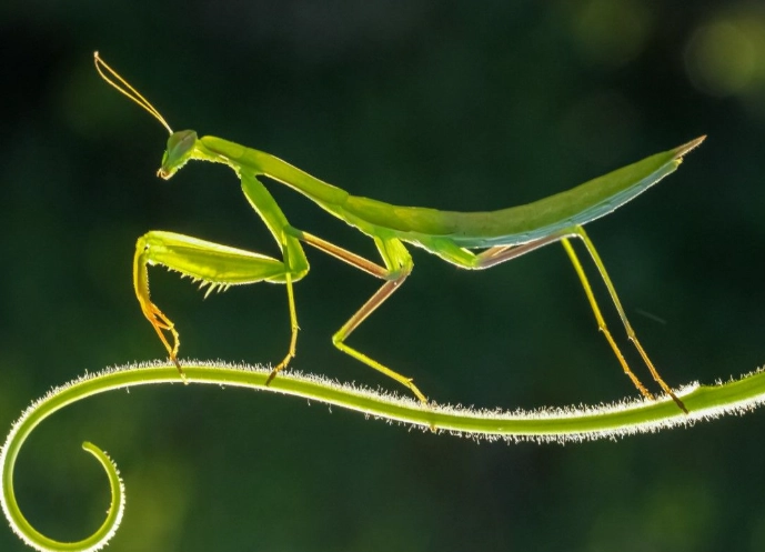 insect population climate change