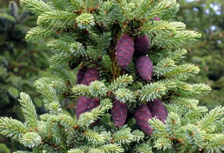 picea