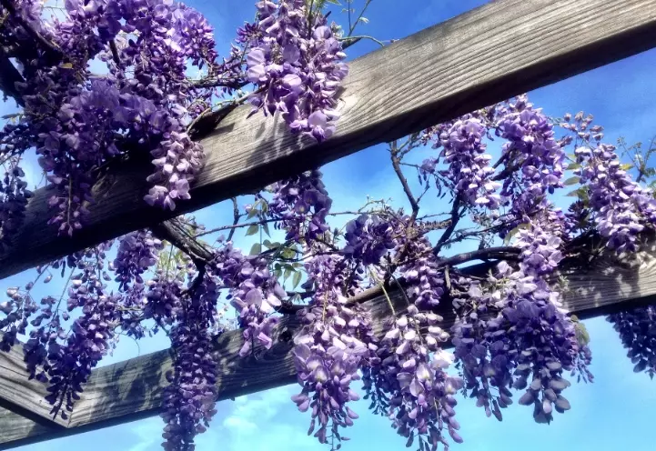 wisteria pruning