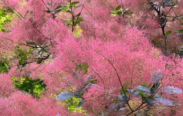 smoke tree landscaping
