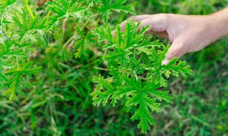 citronella mosquito repellent citronella mosquito repellent