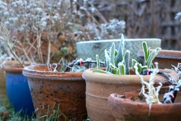 overwintering plants