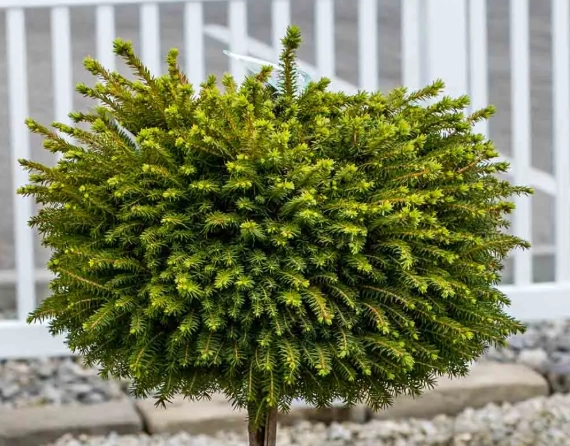 growing spruce trees