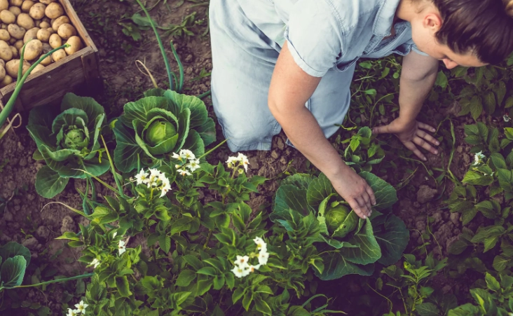 IPM strategies IPM strategies