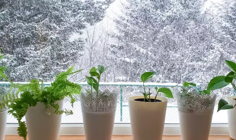 winter plant care
