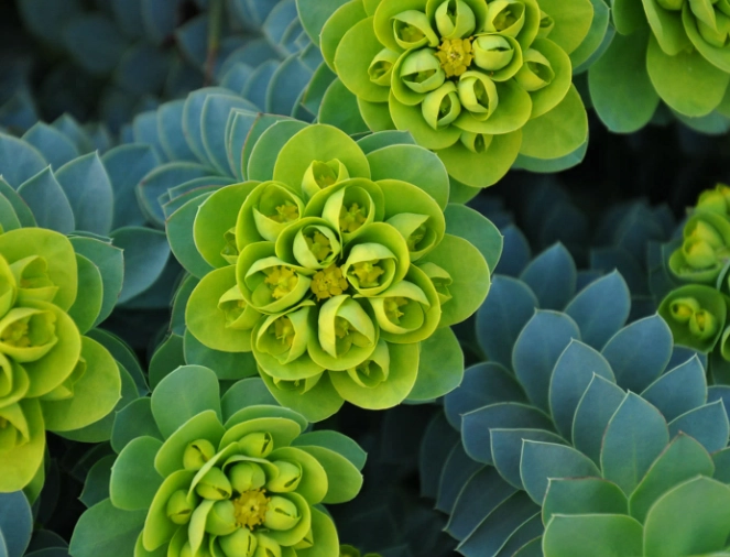 euphorbia plant