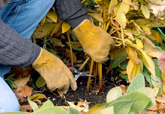 winter garden preparation winter garden preparation