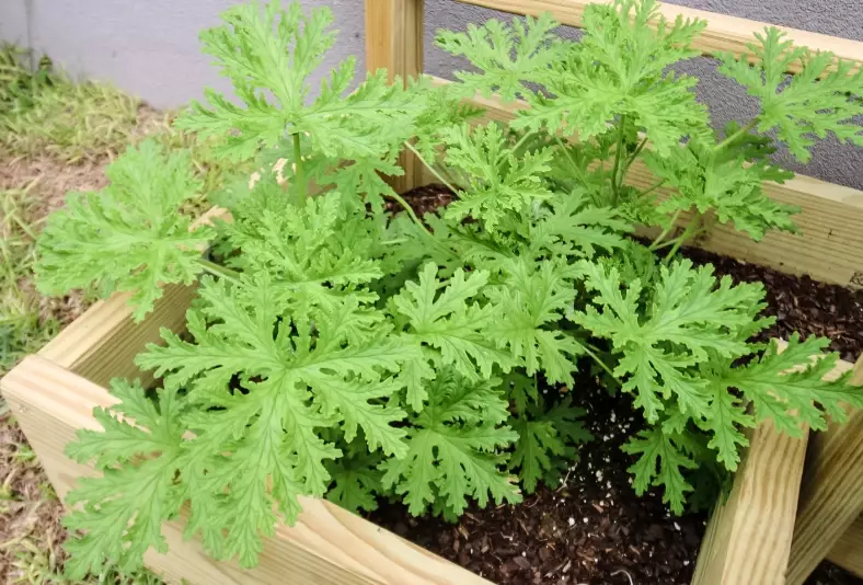 how to use citronella oil how to use citronella oil