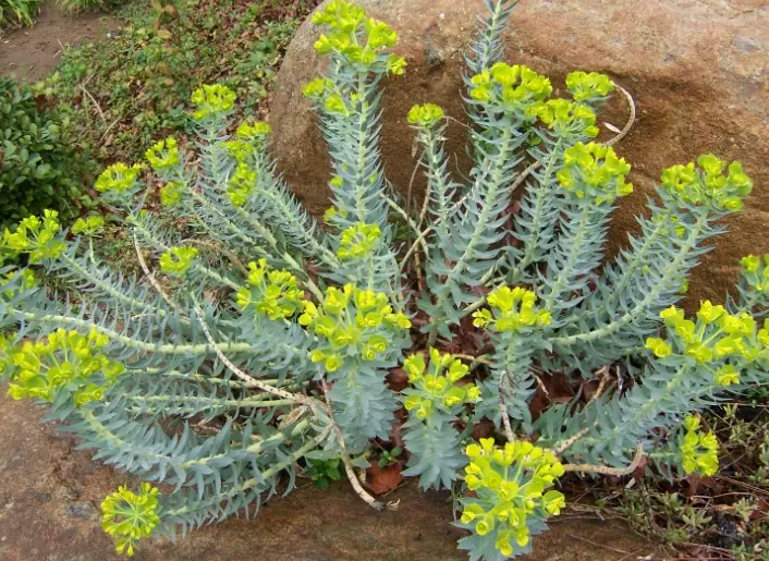 euphorbia plant