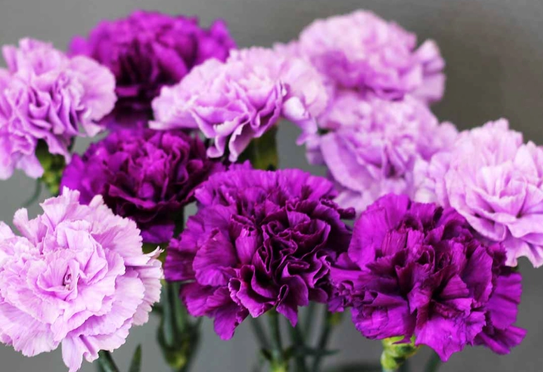 dianthus varieties dianthus varieties