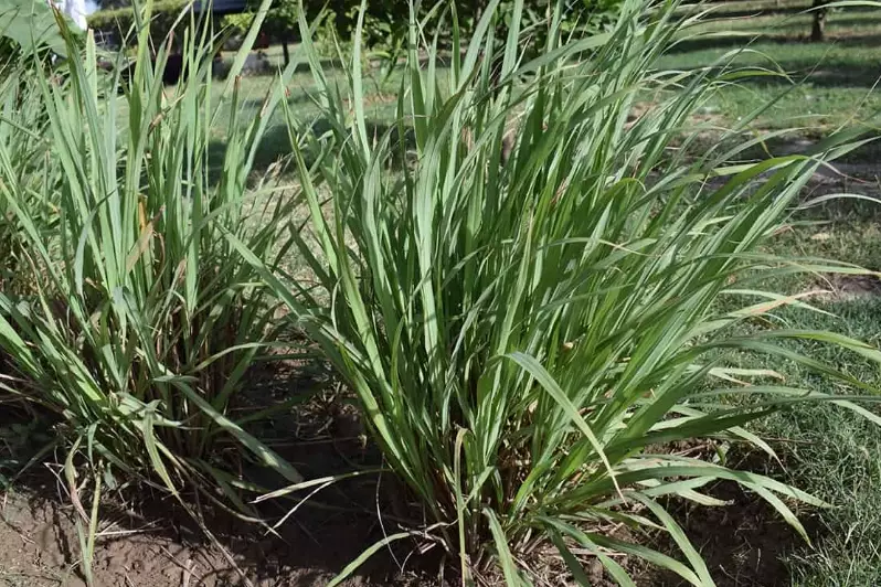 citronella plant care citronella plant care