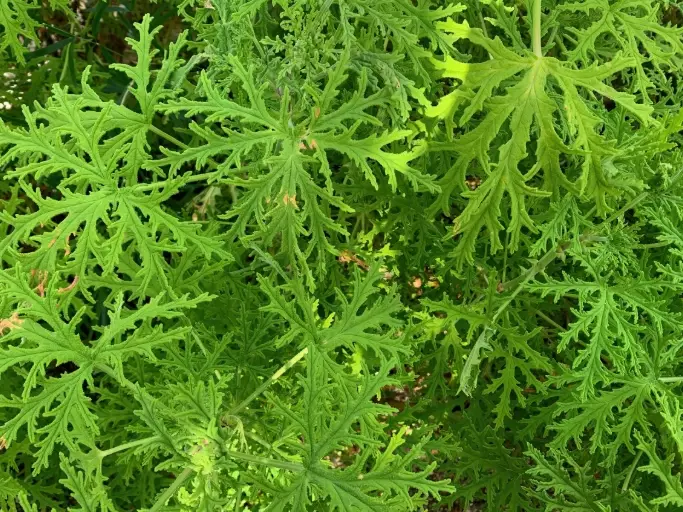 how to use citronella oil how to use citronella oil