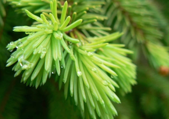growing spruce trees