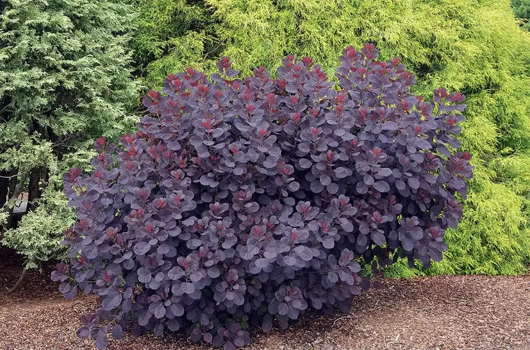 cotinus shrubs
