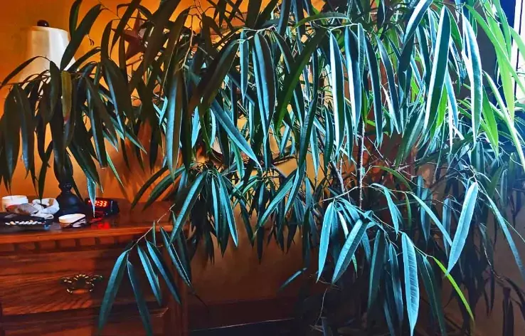 how to overwinter plants