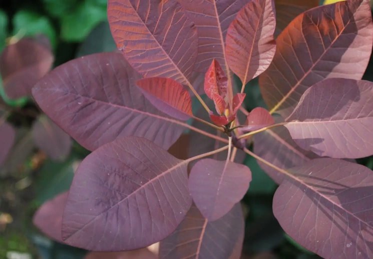 cotinus care
