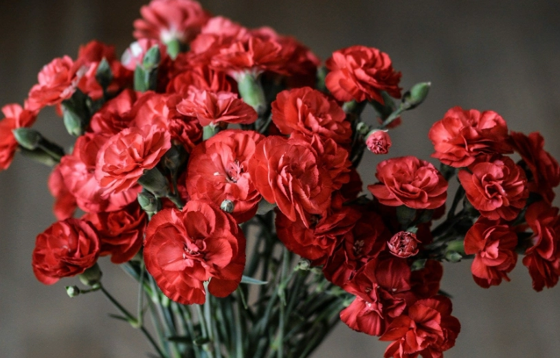 carnation flower care carnation flower care