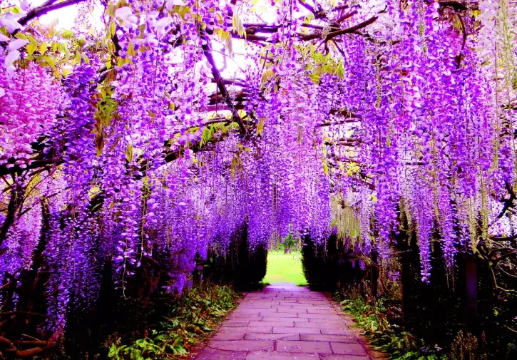wisteria care