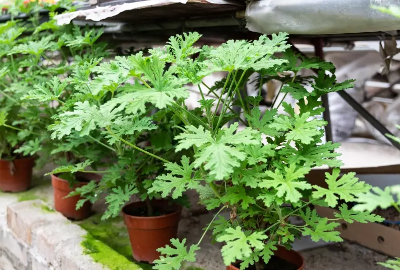 citronella plant care citronella plant care