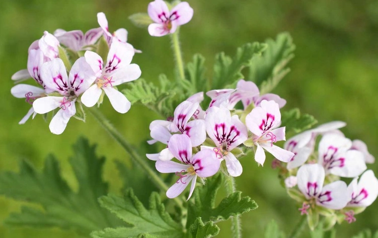 how to use citronella oil how to use citronella oil